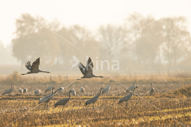 Common Crane (Grus grus)