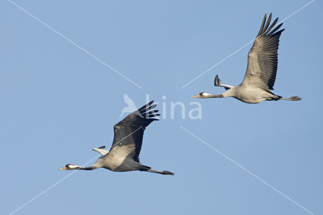 Common Crane (Grus grus)