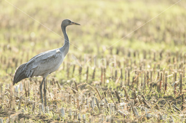 Kraanvogel (Grus grus)