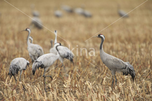 Common Crane (Grus grus)