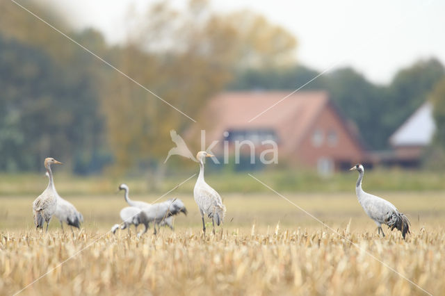 Kraanvogel (Grus grus)