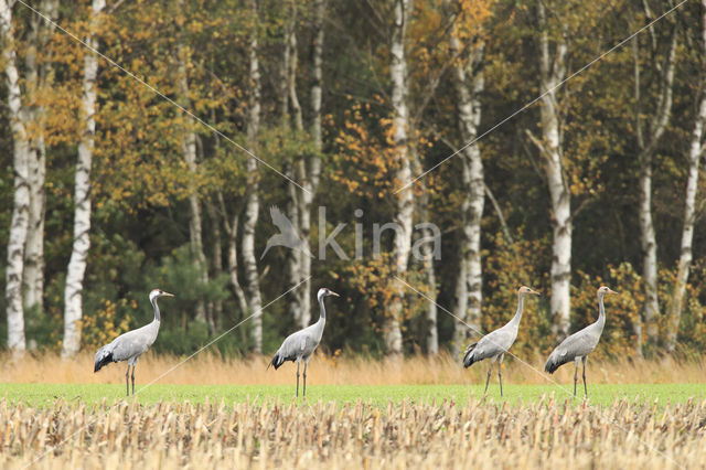 Kraanvogel (Grus grus)