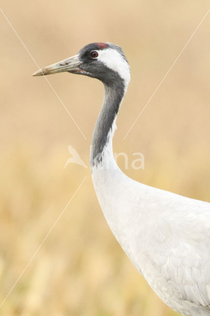 Common Crane (Grus grus)