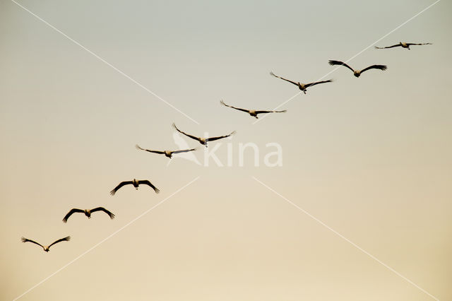 Common Crane (Grus grus)