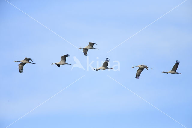 Kraanvogel (Grus grus)