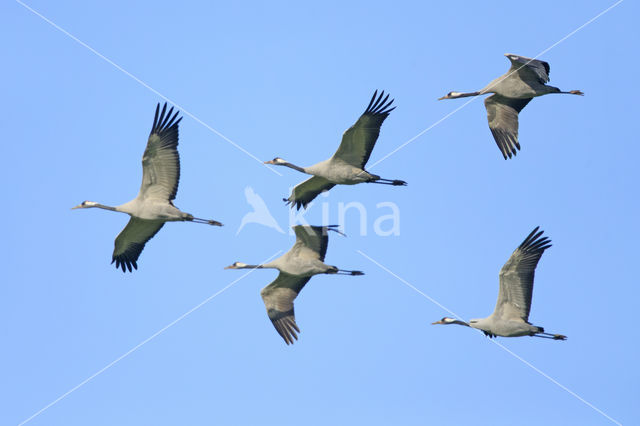 Common Crane (Grus grus)