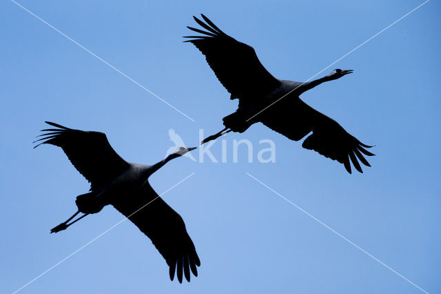 Kraanvogel (Grus grus)