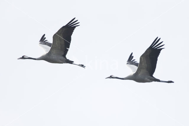 Kraanvogel (Grus grus)