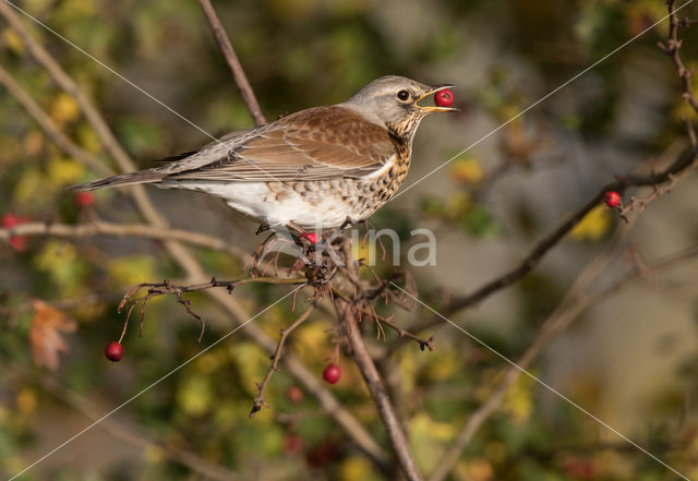 Fieldfare (Turdus pilaris)