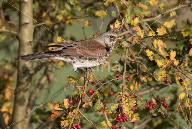 Fieldfare (Turdus pilaris)