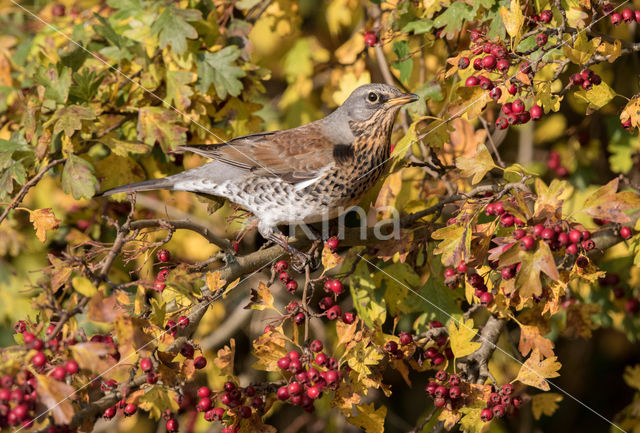 Kramsvogel (Turdus pilaris)