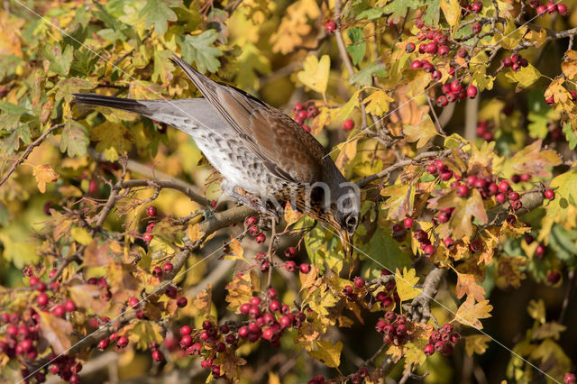 Fieldfare (Turdus pilaris)