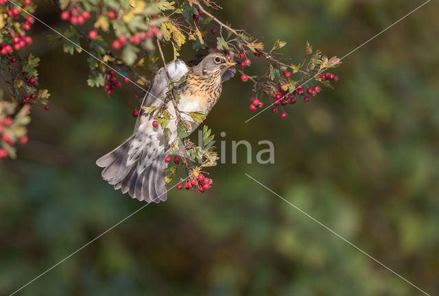 Fieldfare (Turdus pilaris)