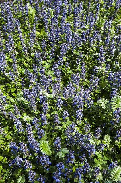 Kruipend zenegroen (Ajuga reptans)