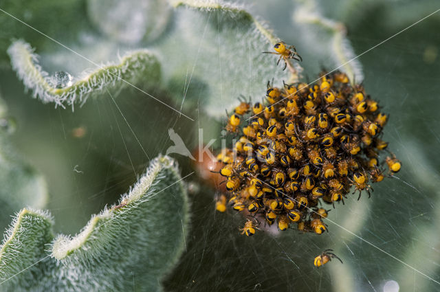 Kruisspin (Araneus diadematus)