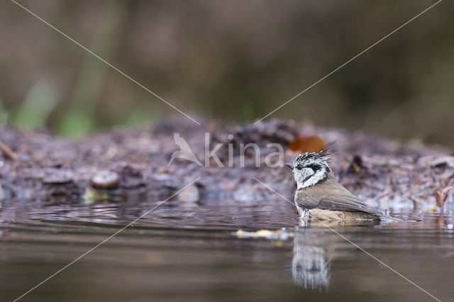 Kuifmees (Parus cristatus)