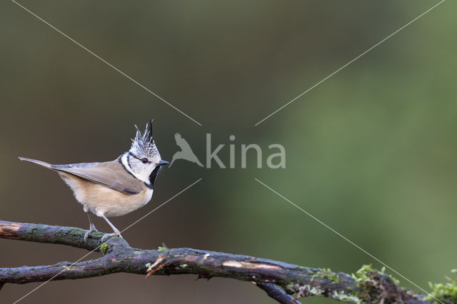 Crested Tit (Parus cristatus)