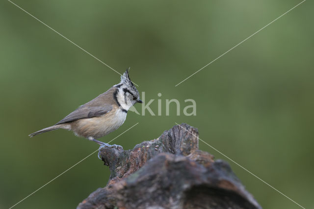 Kuifmees (Parus cristatus)