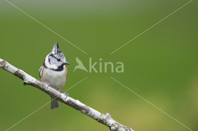 Kuifmees (Parus cristatus)