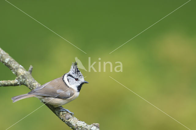 Kuifmees (Parus cristatus)