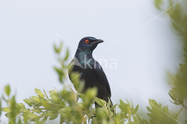 Black-bellied Glossy-Starling (Lamprotornis corruscus)