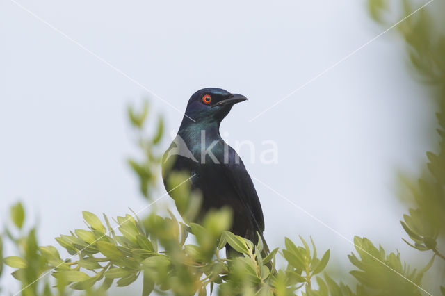 Lamprotornis corruscus