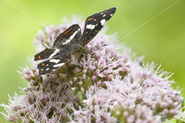 Map Butterfly (Araschnia levana)