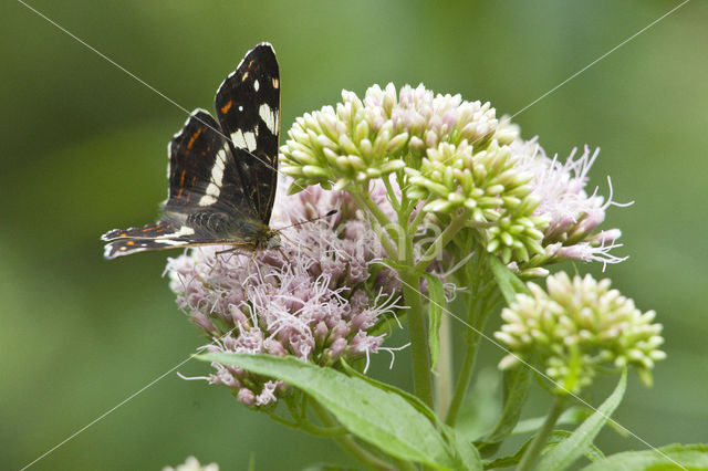 Map Butterfly (Araschnia levana)