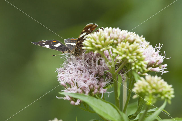 Landkaartje (Araschnia levana)