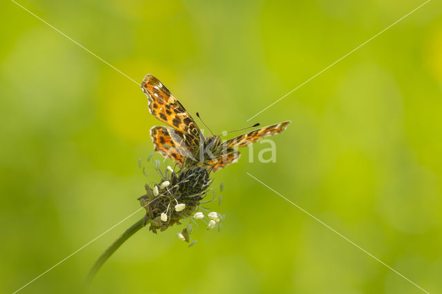 Landkaartje (Araschnia levana)