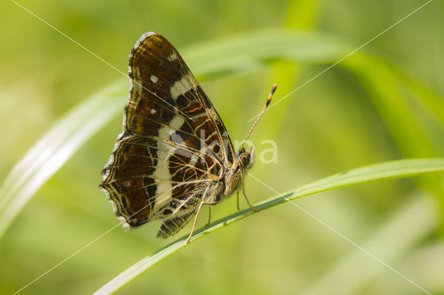 Map Butterfly (Araschnia levana)