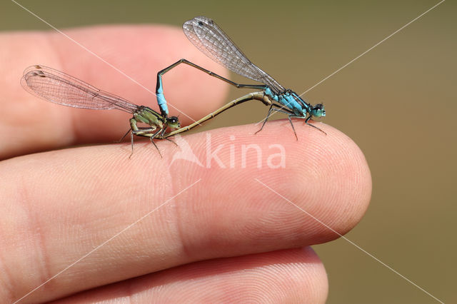 Lantaarntje (Ischnura elegans)