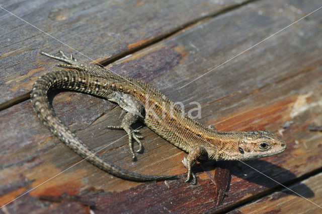 Levendbarende hagedis (Zootoca vivipara)