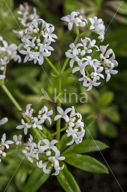 Lievevrouwebedstro (Galium odoratum)