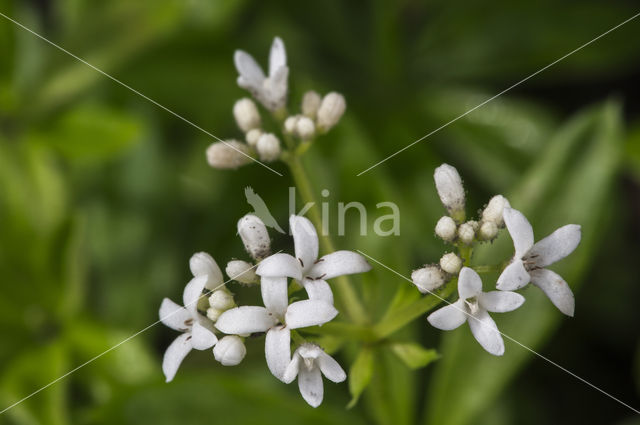 Lievevrouwebedstro (Galium odoratum)