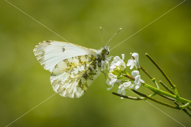 Garlic Mustard