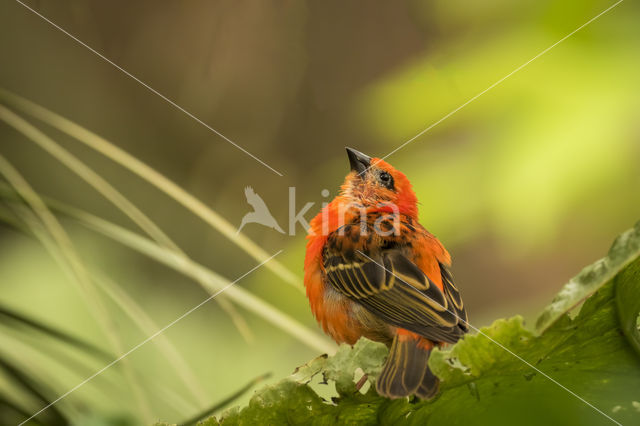 Red Fody (Foudia madagascariensis)