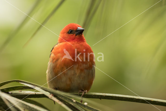 Red Fody (Foudia madagascariensis)