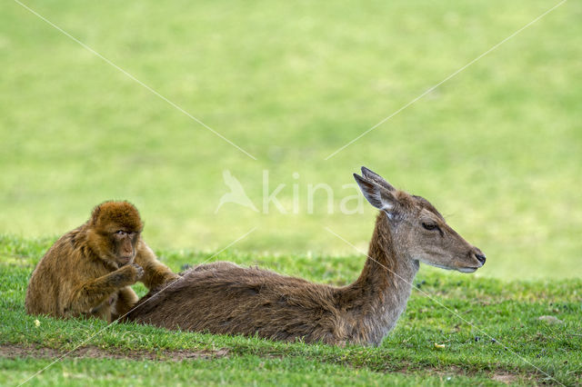 Barbary ape