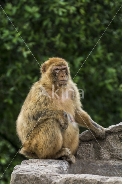 Barbary ape