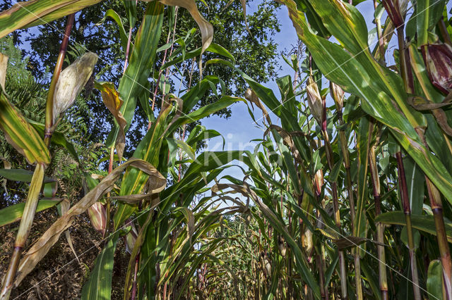 Mais (Zea mays)