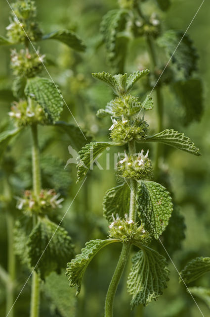 White Horehound (Marrubium vulgare)