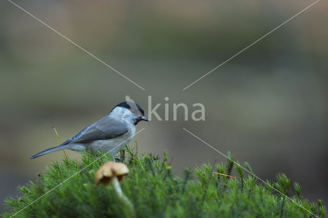 Willow Tit (Parus montanus)