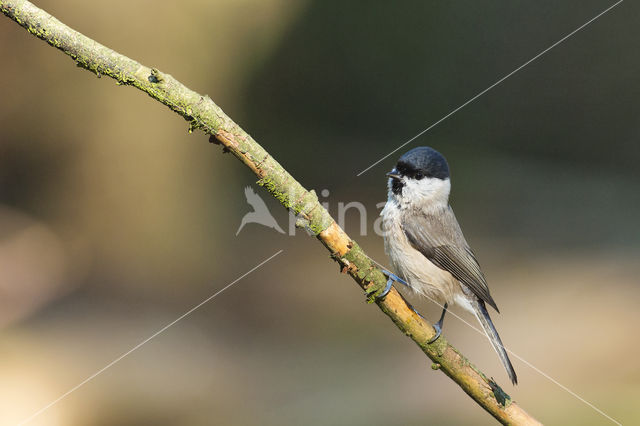 Willow Tit (Parus montanus)