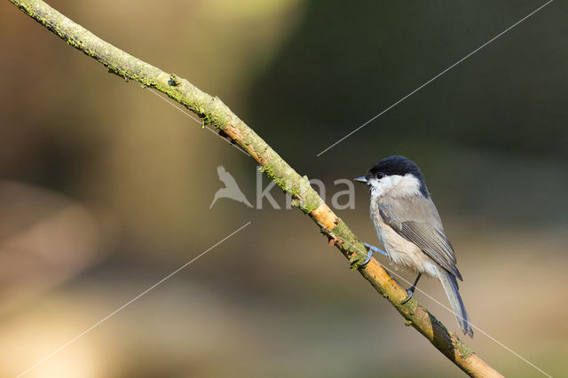 Matkop (Parus montanus)