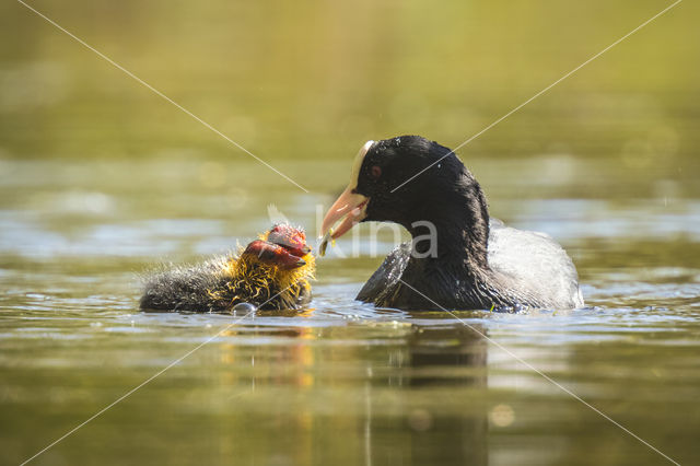 Meerkoet (Fulica atra)