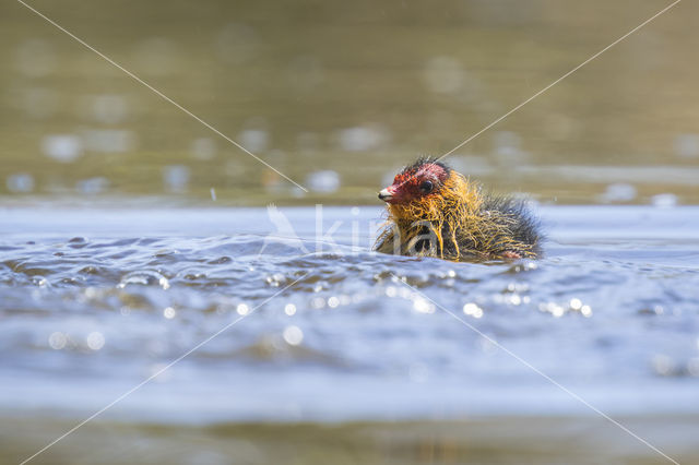 Common Coot (Fulica atra)