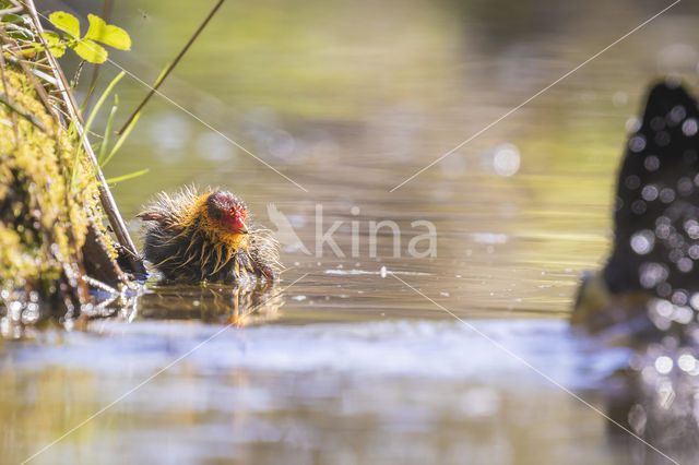 Meerkoet (Fulica atra)