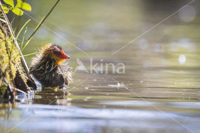 Common Coot (Fulica atra)