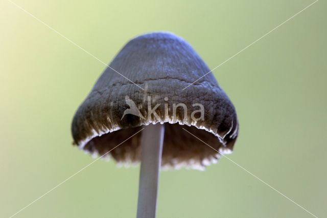 Melksteelmycena (Mycena galopus)